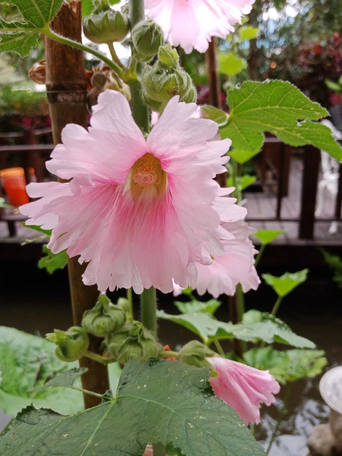 Yi Jia Yuan Homestay Nanzhuang Esterno foto